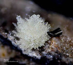 Eifel Mineralien Nickenicher Sattel Topas