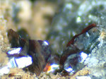 Eifel Mineralien Rothenberg Haematit