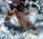 Eifel Mineralien Rothenberg Haematit