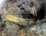 Eifel Mineralien Rothenberg Hornblende
