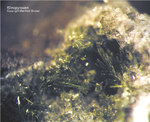Eifel Mineralien Rothenberg Klinopyroxen