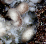 Eifel Mineralien Rothenberg Mullit