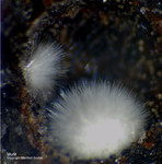Eifel Mineralien Rothenberg Mullit