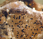 Odenwald Mineralien Reichenbach Borstein Goethit