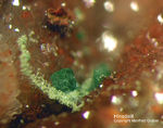 Odenwald Reichenbach Mineralien Borstein Hinsdalit