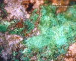 Odenwald Mineralien Reichenbach Borstein Malachit