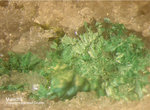 Odenwald Mineralien Reichenbach Borstein Malachit