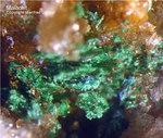 Odenwald Mineralien Reichenbach Borstein Malachit