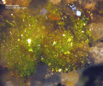 Odenwald Mineralien Reichenbach Borstein Pyromorphit