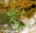 Odenwald Mineralien Reichenbach Borstein Pyromorphit