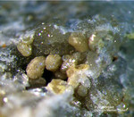 Odenwald Mineralien Reichenbach Borstein Pyromorphit