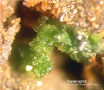 Odenwald Mineralien Reichenbach Borstein Pyromorphit