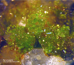 Odenwald Mineralien Reichenbach Borstein Pyromorphit