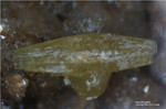 Odenwald Mineralien Reichenbach Borstein Pyromorphit