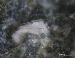 Eifel Mineralien Bellerberg Strätlingit
