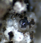 Eifel Mineralien Bellerberg Hercynit
