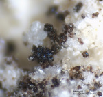 Eifel Mineralien Bellerberg Hercynit