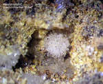 Griechenland Lavrion Mineralien Barbara Hemimorphit