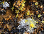 Griechenland Lavrion Mineralien Barbara Hemimorphit