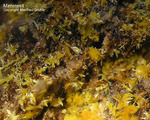 Griechenland Lavrion Mineralien Barbara Mimetesit