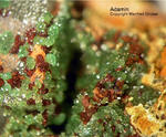 Griechenland Lavrion Mineralien Christiana Adamin 
