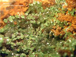 Griechenland Lavrion Mineralien Christiana Adamin 