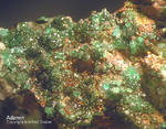 Griechenland Lavrion Mineralien Christiana Adamin 