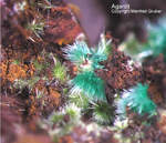 Griechenland Lavrion Mineralien Christiana Agardit