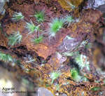 Griechenland Lavrion Mineralien Christiana Agardit