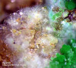 Griechenland Lavrion Mineralien Christiana Agardit