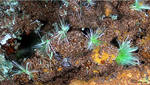 Griechenland Lavrion Mineralien Christiana Agardit
