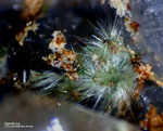 Griechenland Lavrion Mineralien Christiana Agardit-La
