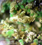Griechenland Lavrion Mineralien Christiana Arseniosiderit