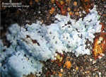 Mineralien Griechenland Lavrion Christiana Arsenogoyazit