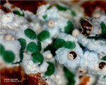 Mineralien Griechenland Lavrion Christiana Arsenogoyazit
