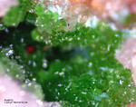 Mineralien Griechenland Lavrion Christiana Austinit
