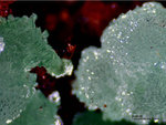Mineralien Griechenland Lavrion Christiana Austinit