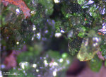 Mineralien Griechenland Lavrion Christiana Austinit
