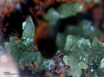 Mineralien Griechenland Lavrion Christiana Austinit
