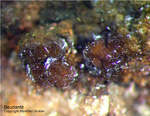Griechenland Lavrion Mineralien Christiana Beudantit