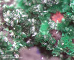 Griechenland Lavrion Mineralien Christiana Brochantit