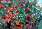 Griechenland Lavrion Mineralien Christiana Brochantit