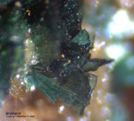 Griechenland Lavrion Mineralien Christiana Brochantit