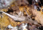 Griechenland Lavrion Mineralien Christiana Cerussit