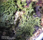 Lavrion Mineralien Christiana Chenevixit