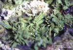 Lavrion Mineralien Christiana Chenevixit