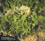 Lavrion Mineralien Christiana Chenevixit