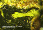 Lavrion Mineralien Christiana Chenevixit