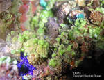 Mineralien Griechenland Lavrion Christiana Duftit