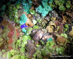 Mineralien Griechenland Lavrion Christiana Duftit
